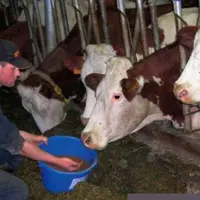 SI L’EFFET TANNAGE DES TANINS N’EST PAS
PROBANT, ces derniers semblent avoir
une certaine efficacité dans des
rations riches en azote soluble.