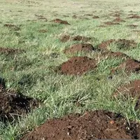 TOUTES ESPÈCES DE CAMPAGNOLS
CONFONDUES, quelque quatre millions
d’hectares auraient été touchés
l’an dernier sur le territoire français.