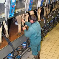 Les laiteries s’inquiètent des effets d’une
collecte soutenue au printemps, suivie d’un
creux d’été marqué. Certaines région