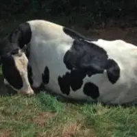 AVEC TROP PEU DE POTASSIUM SANGUIN, cette
vache reste par terre, le cou en zigzag.