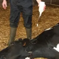 Les fièvres de lait représentent 11 % des "événements santé" enregistrés par BCEL Ouest.