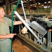 La tête de la vache se positionne dans la gouttière en position
semi-verticale et s’immobilise.
