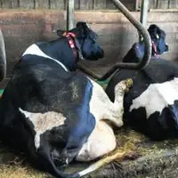 Il existe un lien net entre le manque de confort des logettes et les boiteries… même si certaines vaches semblent s’en arranger !