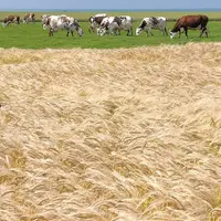 L’INTÉRÊT D’UNE PRODUCTION doit se raisonner sur une
moyenne de plusieurs années. Et pas seulement sur
la base de prix conjoncturels.