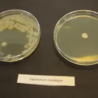 Extrait de la collection, Geotrichum candidum, espèce dominante retrouvée sur les fromages affinés.
