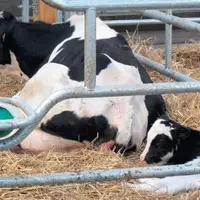 L’ALIMENTATION DE
LA VACHE PENDANT
LA GESTATION
peut modifier
les « marques
épigénétiques »
et ainsi avoir
un impact sur
le veau à naître.