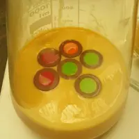 Les Colostroballs, un outil pratique pour bien utiliser le colostrum. Ici, avec trois boules vertes en surface, le colostrum contient plus de 120 g/l
