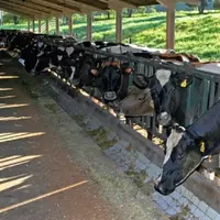 Sur la ferme Tangara au Brésil,
un million de litres de lait est produit
par an.