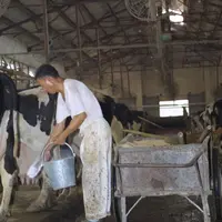 Elevage laitier dans une ferme d'Etat chinoise dans la région de Shanghai.