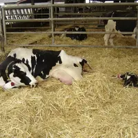 Vêlage d'une vache de race Prim'holstein sur le domaine expérimental de Bressonvilliers.