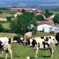 SI LA MARQUE « MONTAGNE » INTÉRESSE
PRIORITAIREMENT LES PRODUCTEURS
DU MASSIF CENTRAL, OÙ UNE BONNE PART
DU LAIT EST MAL VALORISÉE, ELLE EST
OUVER
