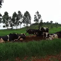 Pour augmenter la production laitière, le levier principal visé est la hausse de la productivité animale.