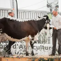 Gazelle (Diabolo) – Gaec Schoeffel-Pierrel  (68) - Meilleure fromagère