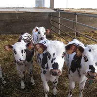 Les veaux doivent avoir de l'eau à disposition, en plus du lait, en permanence ! Avec la chaleur, ses besoins en eau augmentent : une génisse de moins