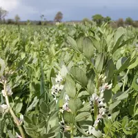 Le mélange à base de pois fourrager (40 kg/ha), féverole (65 kg/ha), vesce (15 kg/ha) et avoine (17 kg/ha) a donné les meilleurs résultats. © F. Meche