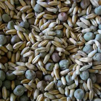 Le méteil grain à base de triticale (160 kg/ha) et de pois fourrager (10 à 15 kg/ha) est semé en automne. © Chambre d'agriculture de Normandie