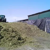 Le principal risque est d'ensiler un fourrage trop humide et de perdre de la valeur alimentaire par l'écoulement des jus. © C. Olier