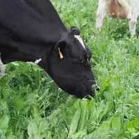 Il y a un intérêt à faire pâturer les animaux dès leur jeune âge et avec des plus âgées. © C. Lemesle