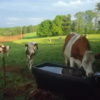 L’augmentation de la part de l’herbe pâturée correspond à une intensification moindre du système de production (chargement, effectif et niveau de prod