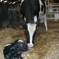 Mieux vaut déplacer la vache dans le box de vêlage moins de deux jours avant la mise-bas. © F. Mechekour