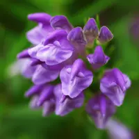 Scutellaria baicalensis contient de la baïcaline, une des nombreuses molécules de la famille des flavonoïdes.  © CCPA