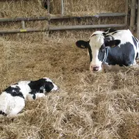 L'épigénétique explique par exemple que la sous-nutrition d’une vache gestante ait des effets à long terme sur le phénotype de ses filles. © A. Conté