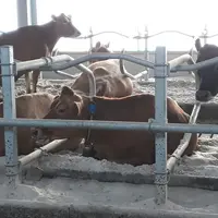 Les installations sont modernes et fonctionnelles. La rigueur des soins aux animaux et le confort sont primordiaux. Les vaches disposent de logettes s