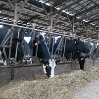 Parmi les fraîches vêlées, plus d’une vache sur cinq souffre d’acétonémie clinique ou subclinique. © E. Bignon