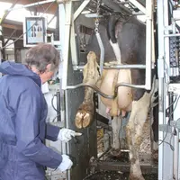 Un taureau Holstein ayant un index santé du pied de +1 augmente de 25 % la résistance aux lésions du pied de sa descendance. © F. Mechekour