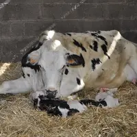 Une supplémentation en sélénium de la vache laitière lors du tarissement, renforce l’efficacité des vaccinations prénatales grâce à une stimulation de