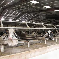On préconise d'offrir plus de place de logettes que le nombre de vaches présentes, pour éviter toute source de stress pour les animaux de niveau hiéra