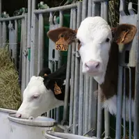 Si la pression d’infection est trop forte, l’animal même vacciné ne sera pas capable de prendre le dessus. © F. Mechekour