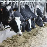 Il faudra  vérifier que les vaches plus efficientes ne sont pas pénalisées en santé et Repro. © F. Mechekour