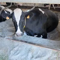 Le sable a l'avantage d'épouser parfaitement le corps des vaches. © C. Reibel