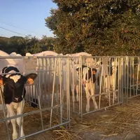 Les veaux restent 20 jours au lieu de cinq auparavant en niche individuelle. La courette permet d'améliorer le bien-être des veaux. © Gaec de Barbezie
