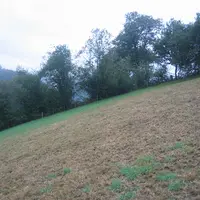 Les attaques sont repérables aux arcs de cercles marron apparaissant souvent en bordure de champs, qui progressent rapidement vers l’intérieur des par