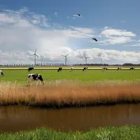 Les Pays-Bas réussiront-ils à désintensifier et à augmenter l'autonomie alimentaire des élevages ? La question reste entière.  © FrieslandCampina