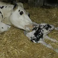 Un colostrum de bonne qualité (supérieur à 25 % brix) permet au veau d’absorber les 200 g d’IgG nécessaires à son immunisation avec 2,5 litres de colo