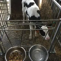 L'eau d'abreuvement est un milieu à risque au niveau sanitaire. © Chêne Vert Conseil