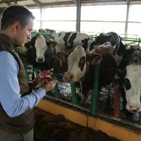 Le système cible en priorité les grands troupeaux dont les vaches ne pâturent pas. Il permet d’accéder en temps réel et 24 h/24 aux données individuel