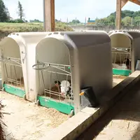 Les génisses arrivent dans ce bâtiment après leur sevrage à 2 mois. Elles consomment la même ration sèche qu’avant sevrage.  © A. Conté