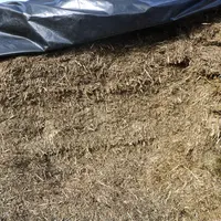 Cette année, l’ensilage de méteil étant trop sec (53 % MS), il a été conservé avec un produit fait maison à base de kéfir épandu sur le tas à l’aide d