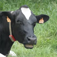 Certains outils permettent de piloter et suivre en continu la repro, la nutrition, la santé et le bien-être des animaux équipés d’un capteur. © Medria