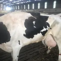 La vache semble raide, sa queue est relevée.  © S. Cercelet
