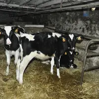 La promiscuité dans la vieille étable entre vaches allaitantes, vaches taries et veaux étaient jusqu’à présent à l’origine de diarrhées néonatales réc