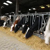 Les maïs ensilages 2019 affichent 0,92 UFL/kg MS, 29,7 % d’amidon et 52 % de dDNF en moyenne.  © E. Bignon