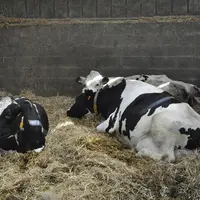 La vache en fin de gestation est plus lourde et a besoin de plus de confort. Elle se couche différemment par rapport à une vache en lactation : elle s
