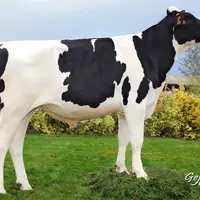 Nouxor est indexé à -7 jours en durée de gestation. Ses veaux naîtront en moyenne 3,5 jours plus tôt (274,5 j) que la moyenne raciale (278 j). © Gejp