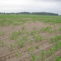 Les pertes de pieds risquent d’être plus importantes en cas de levée lente des plants. © Arvalis