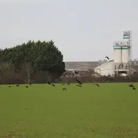 Selon les années, 5 000 à 10 000 corneilles noires, pies bavardes et corbeaux freux sont capturés en Loire-Atlantique. Ce type d’opération est mené su